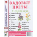 Фото товара - ЗнакомствоСОкрМиромИРазвРечи Садовые цветы в картинках. Наглядное пособие для педагогов, логопедов, воспитателей и родителей (А4), (Гном и Д, 2023), Обл, c.32