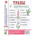 Маленькое фото товара - ЗнакомствоСОкрМиромИРазвРечи Травы в картинках. Наглядное пособие для педагогов, логопедов, воспитателей и родителей (А4), (Поэзия Принт/Гном, 2025), Обл, c.32. Вариант №1