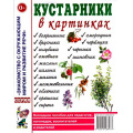 Маленькое фото товара - ЗнакомствоСОкрМиромИРазвРечи Кустарники в картинках. Наглядное пособие для педагогов, логопедов, воспитателей и родителей (А4), (Гном и Д, 2024), Обл, c.32. Вариант №1
