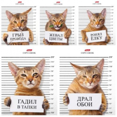 Большое фото товара - Тетрадь  48л клетка "Кот-обормот" (053331) Хатбер, 12-106179. Вариант №1
