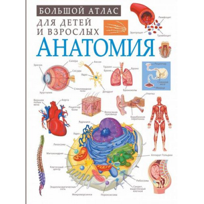 Большое фото товара - БольшойАтласДляДетейИВзрослых Анатомия (Спектор А.А.), (АСТ, 2022), 7Б, c.160, 13-863589. Вариант №1