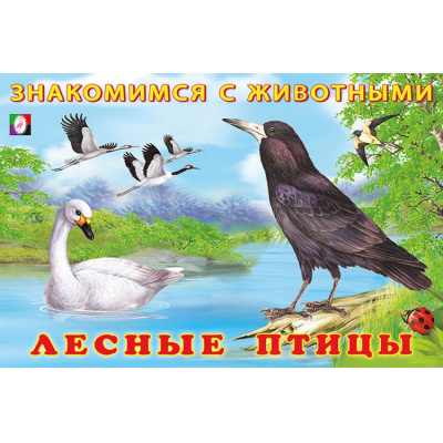 Большое фото товара - ЗнакомимсяСЖивотными Лесные птицы (Арт.27681), (Фламинго, 2024), Обл, c.16, 13-890416. Вариант №1