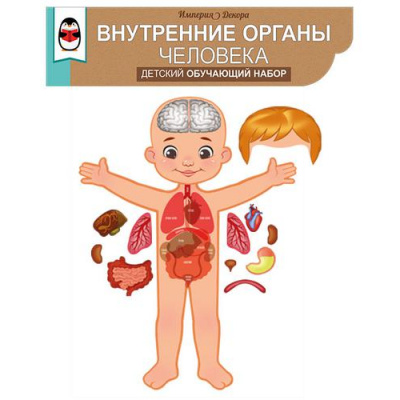 Большое фото товара - 5938500 Обучающий набор "Внутренние органы человека" (плакат, А1, 10 магнитных деталей, вырубка, на скотче), (ИмперияПоздр), 13-909820. Вариант №1