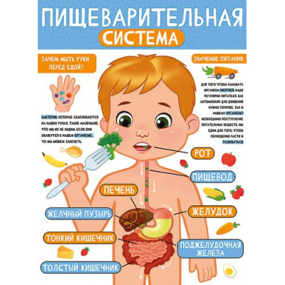 Большое фото товара - 2213700 Плакат "Пищеварительная система" (А2, текст), (ИмперияПоздр), 13-910926. Вариант №1