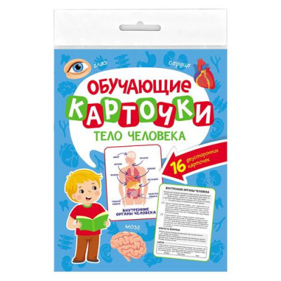 Большое фото товара - ОбучающиеКарточки Тело человека (16 карточек, двусторонние) (Саркисян И.) КО-2765, (Проф-Пресс, 2024), К, c.16, 13-961188. Вариант №1