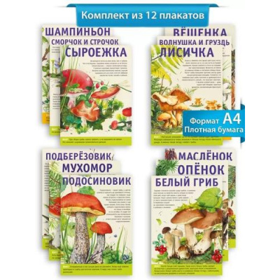 Большое фото товара - 071587 Набор плакатов "Природа России. Грибы" (А4, 12шт., текст), (МирПоздр), 13-966440. Вариант №1